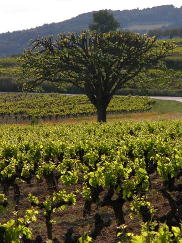 Tree and vines in the Southern Rhone